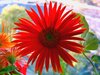 Cheerful Red Gerbera