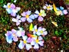 Abstract Rainbow Flowers