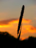 Sunset Silhouettes 2