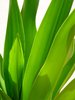 Greenery