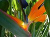 Strelitzia - Bird of Paradise 
