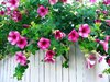 Allamanda - Spring Blooms