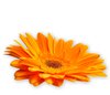 Gerbera Daisy Orange 1