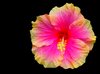 Hibiscus Bi-colour on Black
