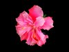 Double Hibiscus 1
