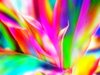 Rainbow Coloured Plant 1