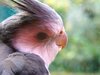 Cockatiel Closeup