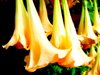 Datura Flowers
