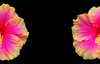 Hibiscus Half and Half