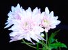 Pink Chrysanthemums