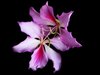 Bauhinias - Tree Orchids