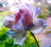 Soft Focus Rose