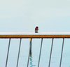 Alone
