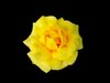 Rose 2