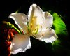 White Bauhinia 2