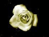 Antique Rose