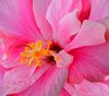 Double Hibiscus 2