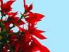 Poinsettia - Red