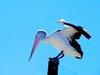 Pelican