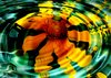 Sunflower Reflection