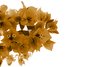 Sepia Flowers