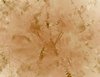Textured Parchment