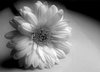 Chrysanthemum 2