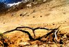 Driftwood