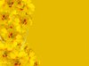 Floral Border 34