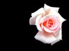 Rose - Pale Pink 2