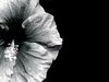 Hibiscus - Monotone