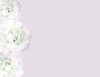 White Rose Border 2