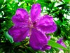 Flower With Droplets