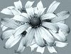 Flowers 1