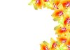 Floral Border