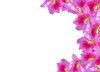 Pink Bauhinia Border