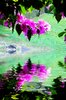 Water Scene 2