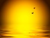 Birds over Water
