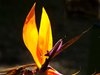 Bird of Paradise - Strelitzia