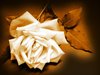 Sepia Rose