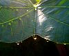 Light Through a Raindrop