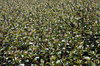 Plants texture 2