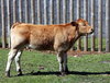 Cow 3