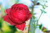 Red rose