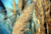 Feather like plant 2