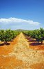 Orange Grove