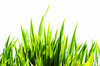 Grass abstract