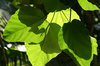 Leaves