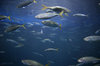Underwater 2