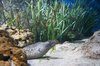 Underwater 4